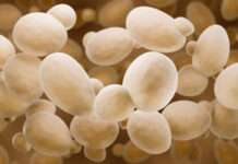 Věděli jste, že kvasinky mají v těle svá mnohá místa a jsou u nás „doma“?